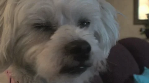 AUSTRALIA-DOG 1 Stock Footage 7748828