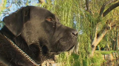 AUSTRALIA-DOG 4 Stock Footage 7752794