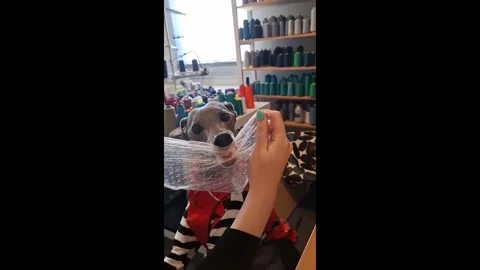 Australia: Dog pops bubble wrap to calm anxiety in Melbourne Stock Footage 292118771
