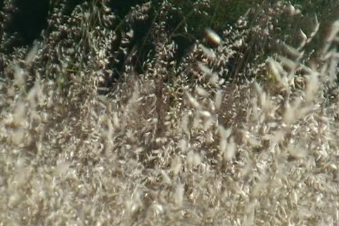 AUSTRALIA-DRY GRASS 2 Vidéo 303183
