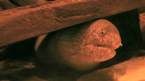 Australia - Eel Stock Footage 39588546