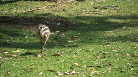 Australia Emu chick walking Stock Footage 65831461
