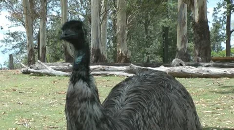 Australia - Emu Stock Footage 14809016