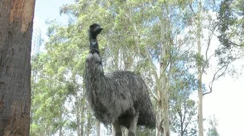 Australia - Emu Video stock 14809036