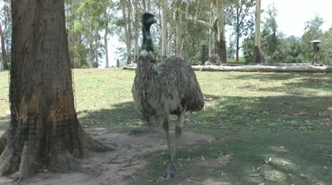 Australia - Emu Video stock 14809055