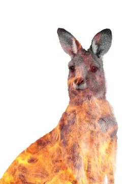 Australia Fire Burn Kangaroo. double exposure Stock Illustration