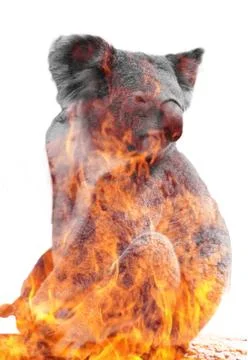 Australia Fire Burn koala bear. double exposure Stock Illustration