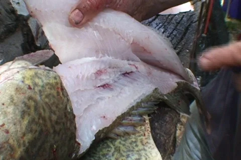 AUSTRALIA-FISH-FILLET 2 Stock-Footage 579397