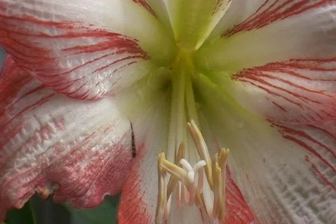 AUSTRALIA-FLOWER 1 Stock-Footage 279267