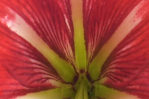 AUSTRALIA-FLOWER 3 Stock Footage 279335