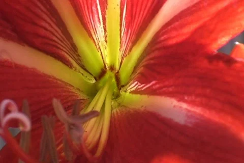 AUSTRALIA-FLOWER 4 Stock Footage 279342