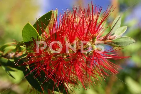 Australia Flower Stock Photos
