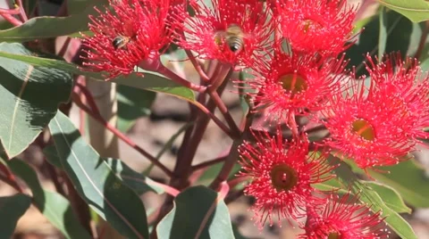 AUSTRALIA-FLOWERING GUM TREE-BEES 2 Stock Footage 1038166