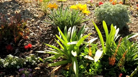 AUSTRALIA-FLOWERS 10 Stock-Footage 7765588
