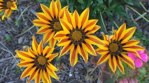 AUSTRALIA-FLOWERS DANCING IN THE WIND 1 Stock Footage 7767889