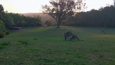 Australia Stock Footage 125428282