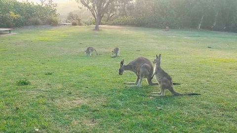 Australia Stock Footage 125428446