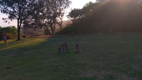 Australia Stock Footage 125428483