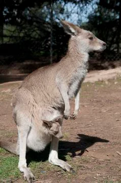 Australia Kangaroo Stock Illustration