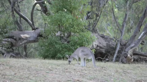 AUSTRALIA-KANGAROOS 1 Stock Footage 10801279
