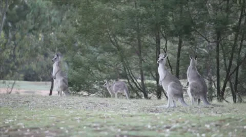 AUSTRALIA-KANGAROOS 2 Stock Footage 10801078