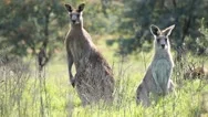 Australia-Kangaroos 4 Stock Footage