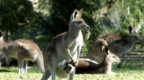 Australia - Kangaroos Stock Footage 11905776