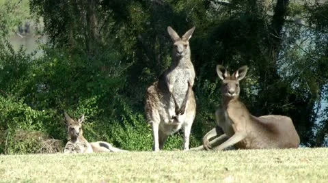 Australia - Kangaroos Stock Footage 11917422