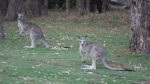 AUSTRALIA-KANGAROOS Vidéo 125063235