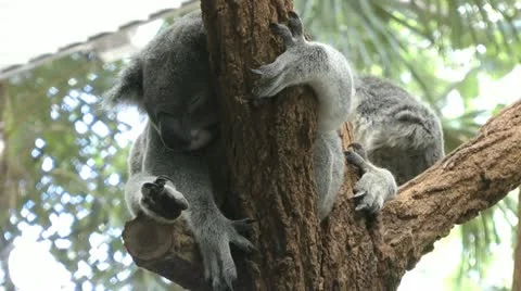 Australia - Koala Vídeo Stock 14809090