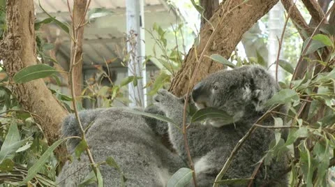 Australia - Koala Video stock 14809101