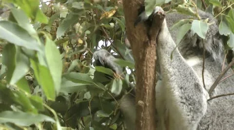 Australia - Koala Stock Footage 14809648
