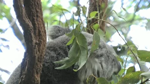 Australia - Koala Stock Footage 14810683