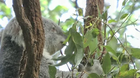 Australia - Koala Stock Footage 14810764
