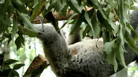 Australia - Koala Video stock 14811059