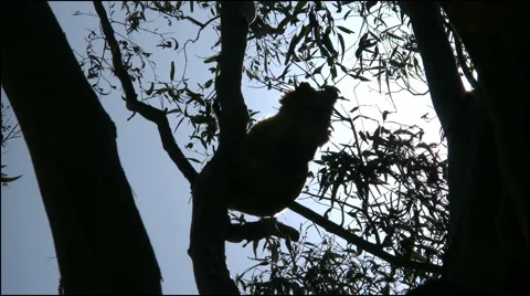 Australia Koala in gum tree backlit eating 動画素材 65837108