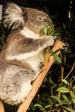 Australia Koala Stock Photos