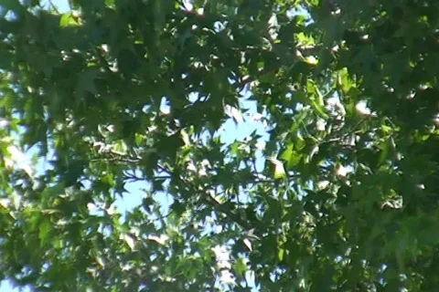 AUSTRALIA-LEAVES IN THE WIND 1 Stock Footage 279530