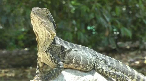 Australia - Lizard Stock Footage 14809066