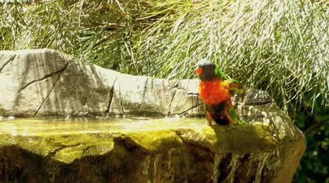 Australia - Lorikeets Stock Footage 14808625