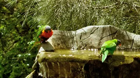 Australia - Lorikeets Vídeo Stock 14808628