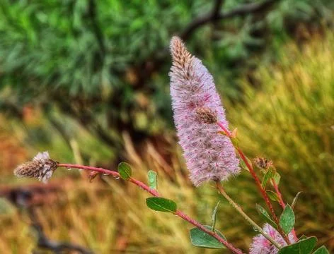 Australia Outback Stock Photos