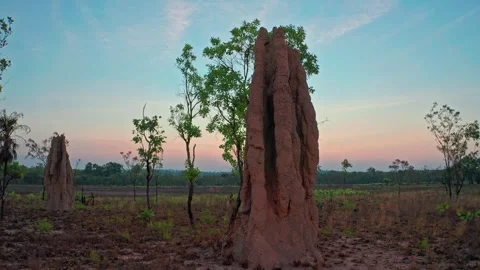 Australia outback termite mound in desert. Northern Territory travel destination Stock Footage 244063311