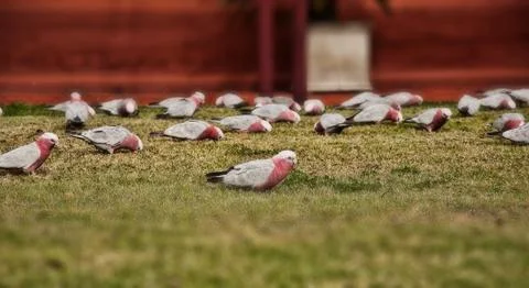 Australia Parrot Stock Photos