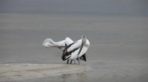 AUSTRALIA-PELICANS 1 Stock Footage 1068554