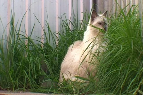 AUSTRALIA-PETS-CAT 1 Stock Footage 454350