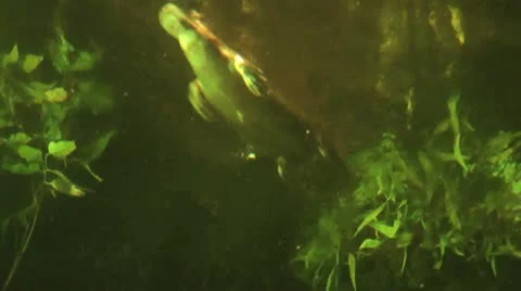 Australia - Platypus Stock Footage 14809104