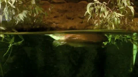 Australia - Platypus Vídeo Stock 14809140