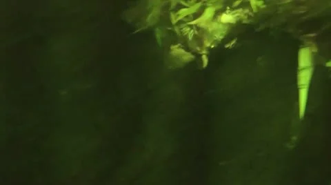 Australia - Platypus Vídeo Stock 14809147