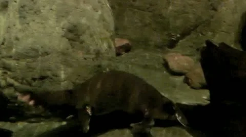 Australia - Platypus Stock Footage 14809155